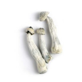 Albino Penis Envy Mushrooms