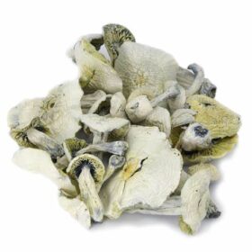 Avery's Albino Magic Mushrooms