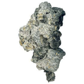 Enigma Mushrooms