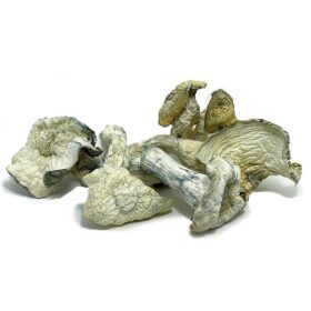 Blue Angel Mushrooms