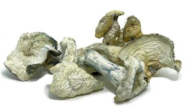 Blue Angel Mushrooms