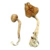 Blue Meanie Magic Mushrooms