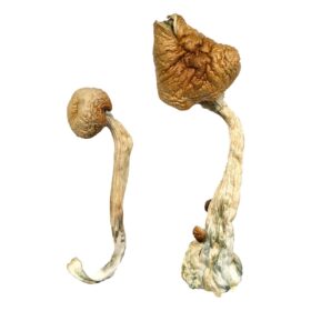 Blue Meanie Magic Mushrooms