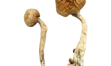 Blue Meanie Magic Mushrooms for sale