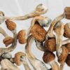 Blue Pulaski Magic Mushrooms