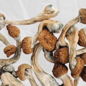Blue Pulaski Magic Mushrooms