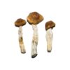 Costa Rican Mushrooms