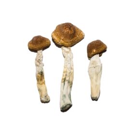 Costa Rican Mushrooms