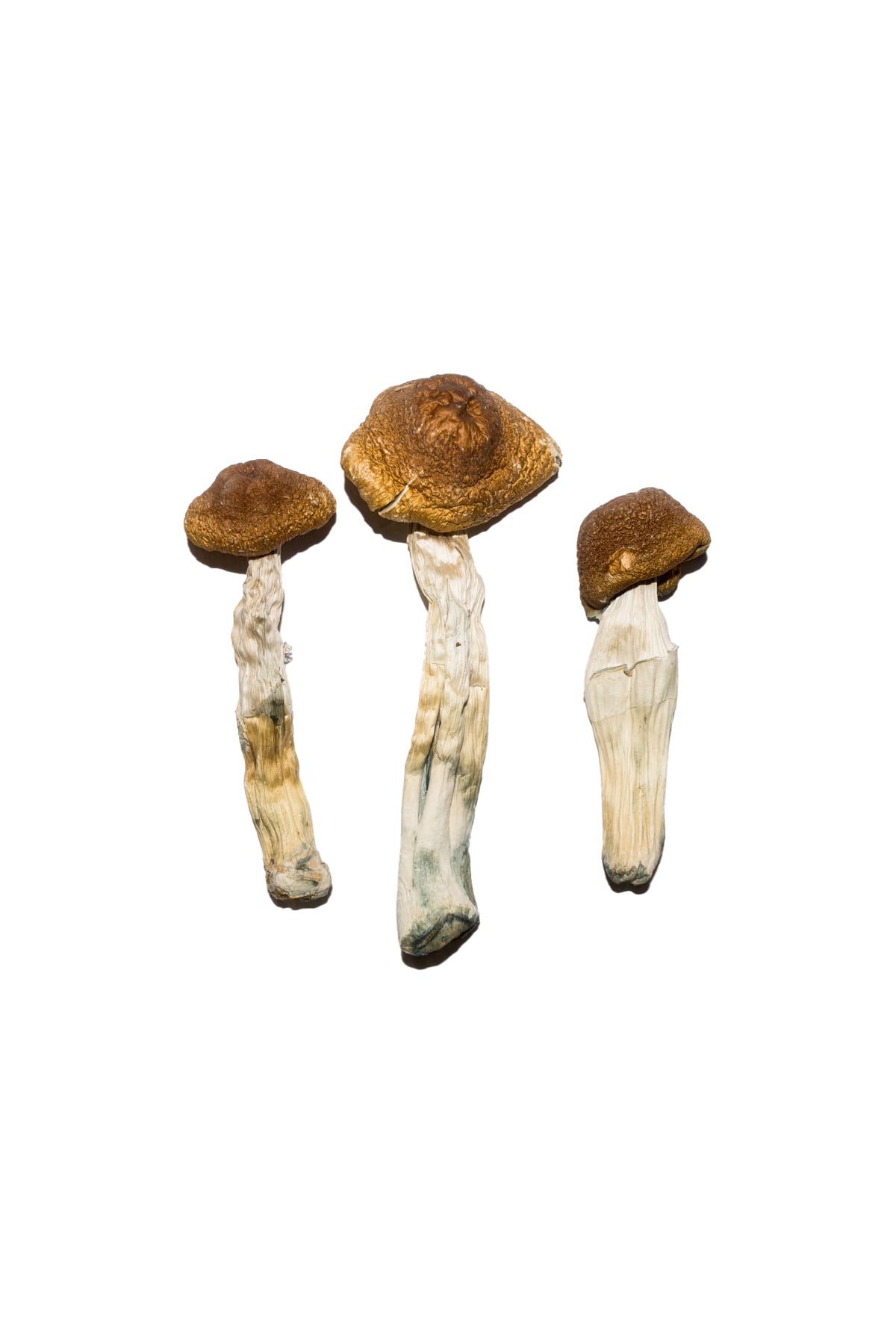 Costa Rican Mushrooms