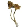 Cuban Magic Mushrooms