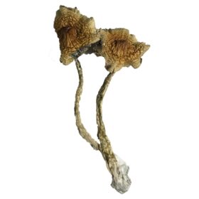 Cuban Magic Mushrooms