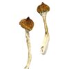 Dancing Tiger Mushrooms