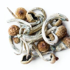 Dried Mushrooms