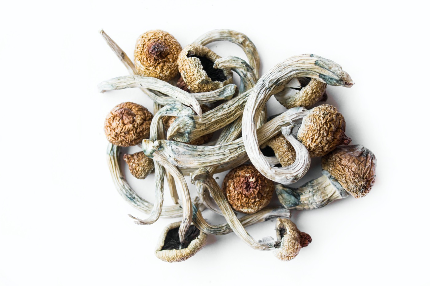 Dried Mushrooms