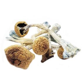 Ecuadorian Magic Mushrooms