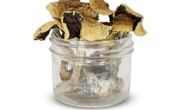 Golden Teacher Mushrooms for sale