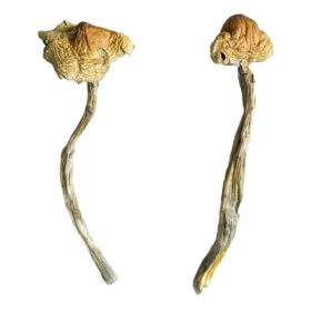 Jedi Mind Fuck Mushrooms