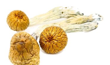 King Kong mushrooms for sale