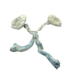 Leucistic Colombian Mushrooms