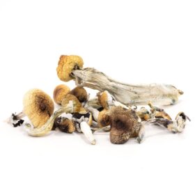 Makilla Gorilla Mushrooms