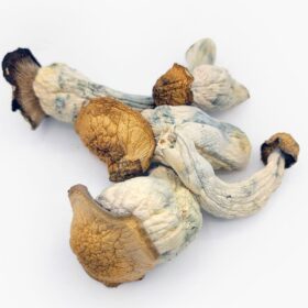 Melmac Magic Mushrooms