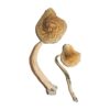 Panama Mushrooms