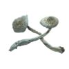 Rusty White Mushrooms for sale