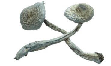 Rusty White Mushrooms for sale