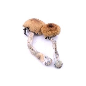 Buy the vietnamese mushrooms