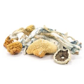 Thrasher Magic Mushrooms