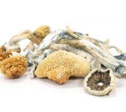 Tidal Wave Magic Mushrooms