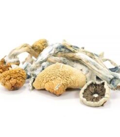 Tidal Wave Magic Mushrooms