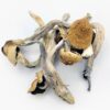 Trinity Magic Mushrooms