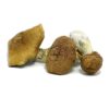 Yeti Mushrooms