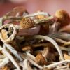Shrooms