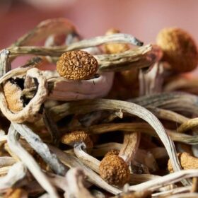 Shrooms